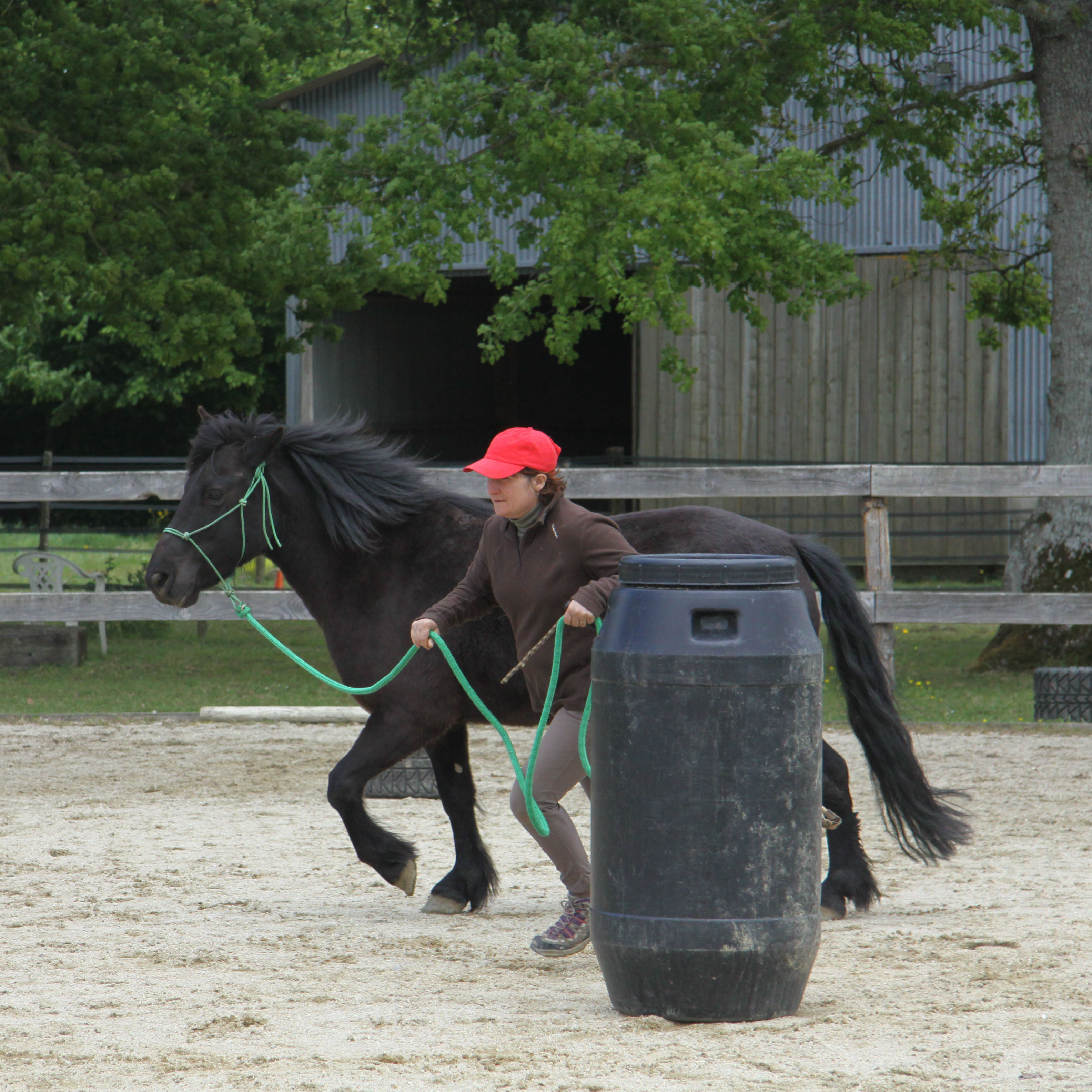 Equitation éthologique, cheval, Nantes, Rennes, centre équestre